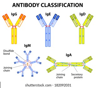 Different types of immunoglobulins. IgG, IgA, IgD, IgE, and IgM