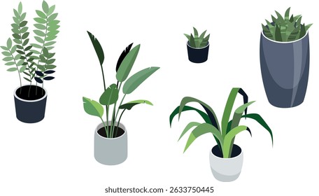 Different types of indoor floor plants