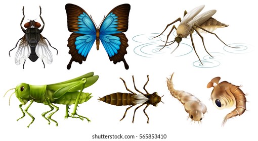 Different types of insects illustration