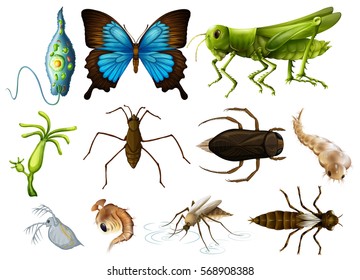 Different types of insects on white background illustration