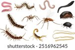 Different types of Insects vector.