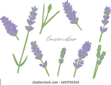 Different types of lavender over white background. It is hand drawing with crayon texture.