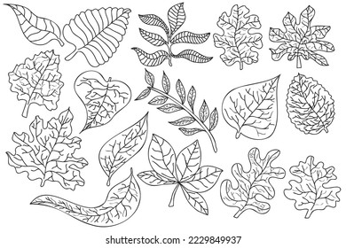 Different types of leaves drawn in black outline, which are the symbol of spring and autumn, are designed for cards, coloring, fabric printing and you can use them in different cases.