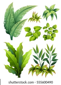 Different types of leaves illustration