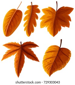 Different types of leaves in orange color illustration