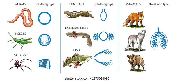 Different types of lungs at animal kinds.