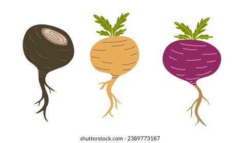 Different types of maca or Peruvian ginseng plant. Healthy root vegetable. white background. Natural remedy vector graphic. Flat cartoon illustration isolated on white background.