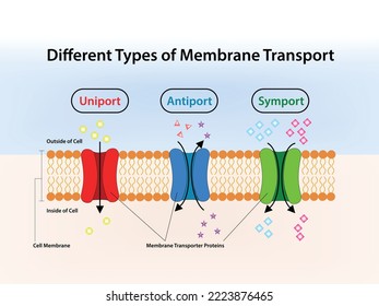 Different Types of Membrane Transport, Vector, Illustration