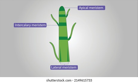 different types of meristems on the basis of position in plant body