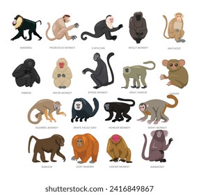 Different types of monkey set collection, breeds of domestic monkey cartoon, primate jungle conservation, monkey vector illustration, suitable for education poster infographic guide catalog,flat style