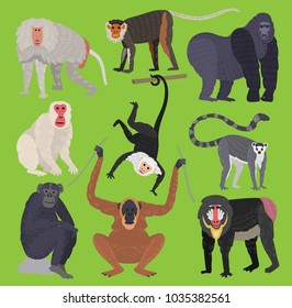 Different types of monkeys ape breed rare animal vector set. Cartoon macaque nature primate monkey chimpanzee, orangutan, toque character. Wild zoo ape wildlife jungle animal