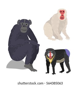 Different types of monkeys rare animal vector set.