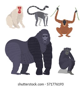 Different types of monkeys rare animal vector set.