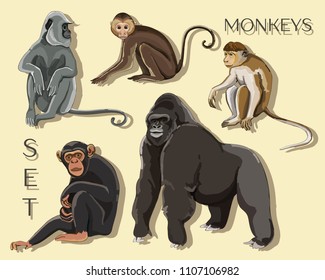 Different types of monkeys. Vector illustration, EPS 10