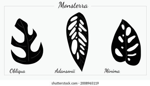 Different types of Monstera vector silhouette 