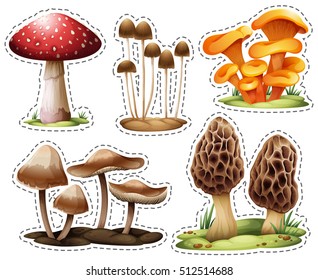 Different types of mushrooms