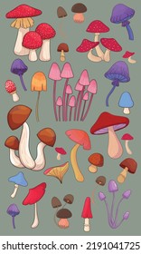 different types of mushrooms, magical, toxic and edible