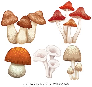 Different types of mushrooms on white background illustration