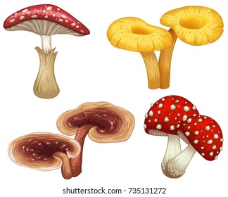 Different types of mushrooms on white background illustration