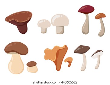 Different types of mushrooms set, vector illustration icons. Boletus isolated over white background colorful collection.