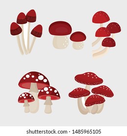 Different types of mushrooms, vector illustration.