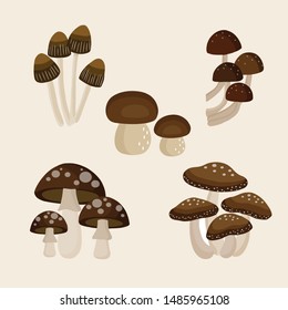 Different types of mushrooms  vector illustration.
