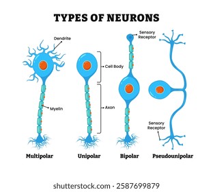 Different types of neurons, nerve cells, nervous system, labeled with multipolar, unipolar, bipolar, pseudounipolar, dendrite, myelin, axon, cell body, sensory receptor. Transmit information cell body