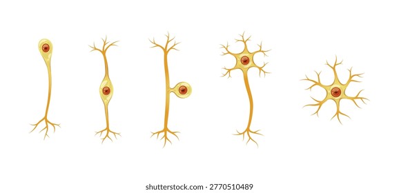 Different types of neurons vector isolated on white background.
