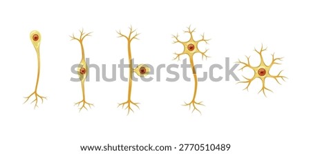 Different types of neurons vector isolated on white background.