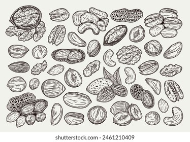 Different types of nuts detailed icons, nut kernels and shells