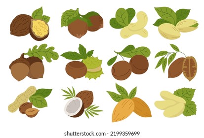 Different types of nuts. Set of color icons.