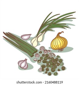 Different types of onions, green, onion. Vector illustration.