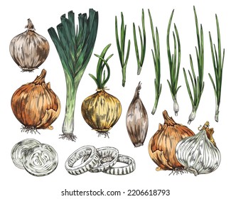 Different types of onions such as bulb, spring onions and leeks hand drawn sketch style vector illustration isolated on white background. Onion ingredient for cooking.