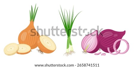 Different types of Onions. Yellow gold and red Onion with parts and Green Chives onion. Cook ingredients, spices. Organic food icons. Vector illustration isolated on white background.