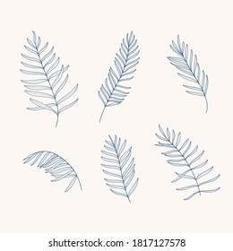Diferentes tipos de hojas de palma. Ilustración vectorial de contorno.