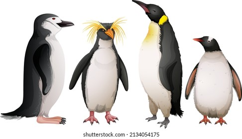 Different types of penguins illustration