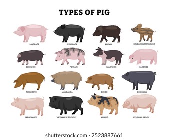 Diferentes tipos de conjunto de cerdos, colección de dibujos animados de cerdo para el diseño de carteles educativos, lindo animal de granja con piel rosa, hocico plano, pezuñas y orejas grandes. Ganado doméstico, Ilustración vectorial plana.