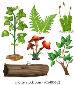 Diferentes tipos de ilustraciones de plantas