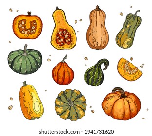 Different types of pumpkins and gourds. Autumn collection of pumpkin set elements design with different vegetables pumpkins oriental bittersweet