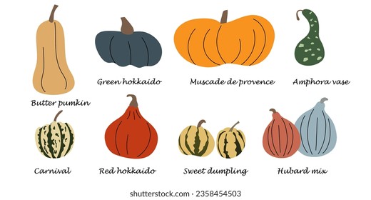 Different types of pumpkins with names. Butter pumpkin, hokkaido red, carnival, hubert mix, muscat de Provence, amphora pumpkins.