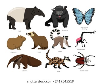 Different types of Rainforest Animals set cartoon collection, various jungle rainforest animals wildlife, vector illustration, suitable for education poster infographic guide catalog, flat style. svg