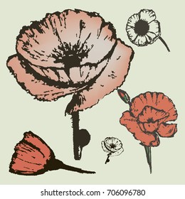 Different types of red poppies,sketch