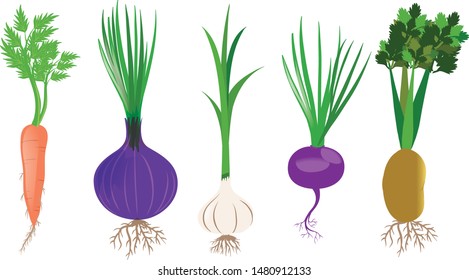 Different types of root vegetables illustration carrot, beet-root, Potato, Garlic, Onion