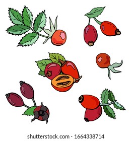 Different types of rosehip berries. Made in color cartoon style. Stock illustration. Isolated white.