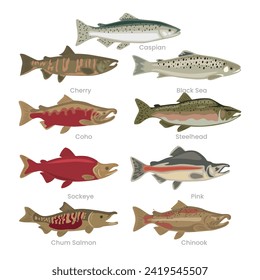 Different types of salmon set collection, various domestic salmon cartoon, marine sea underwater animals fish, vector illustration, suitable for education poster infographic guide catalog, flat style.