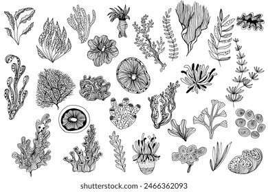 Different types of sea corals and seaweed. Sea style. Underwater life. Vector art doodles illustration 