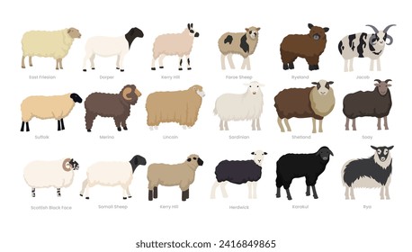 Different types of sheep set collection, breeds of domestic sheep cartoon, dairy farming, lamb sheep vector illustration, suitable for education poster infographic guide catalog, flat style svg