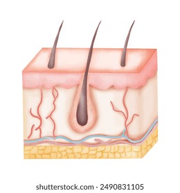 Different types of skin layers