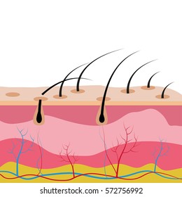 Different types of skin layers