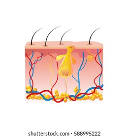 Different types of skin layers